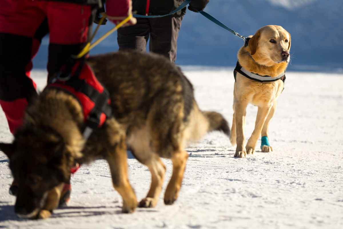 Campionato del mondo cani