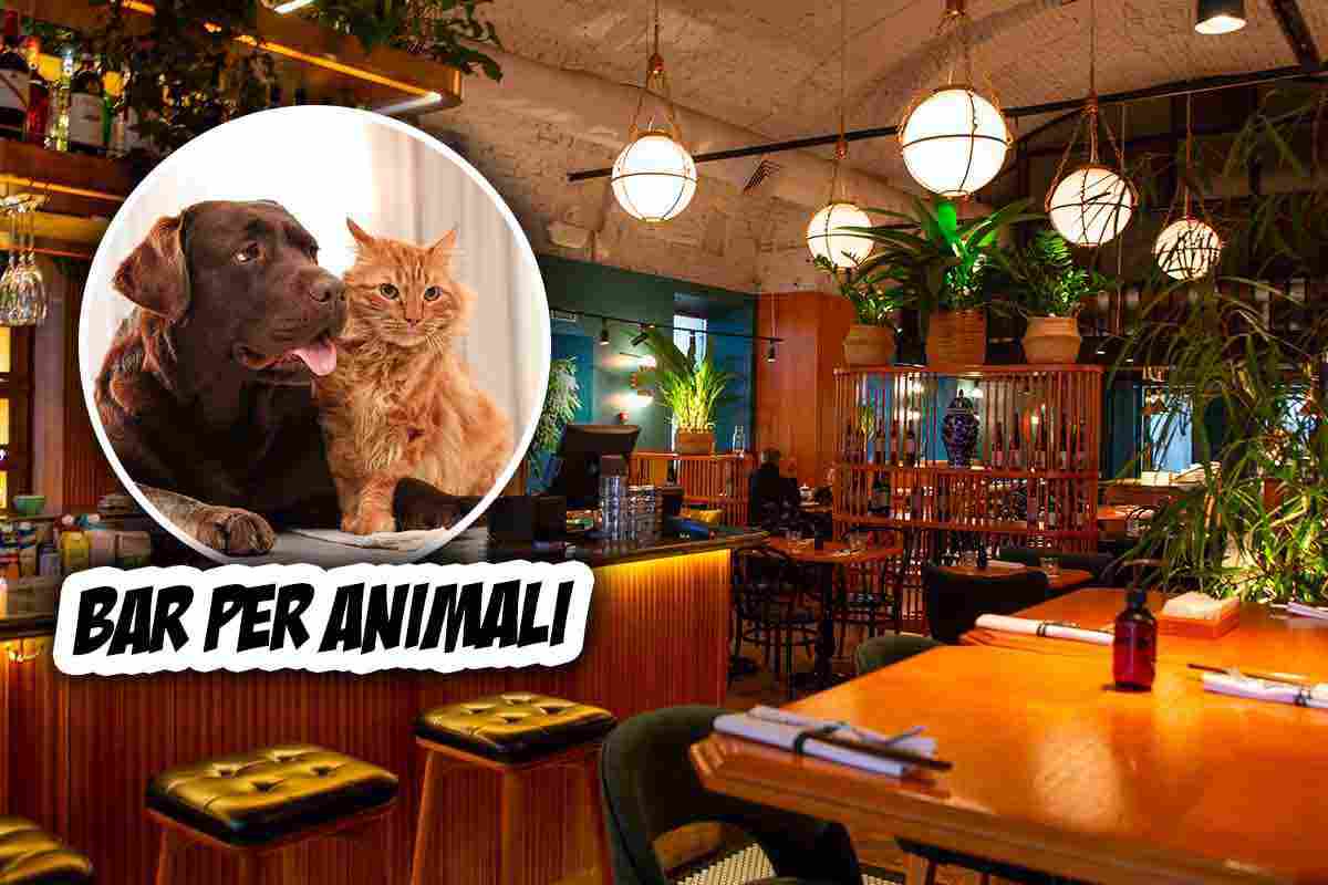 Animali al bar: L'Italia abbraccia la tendenza dei locali pet-friendly