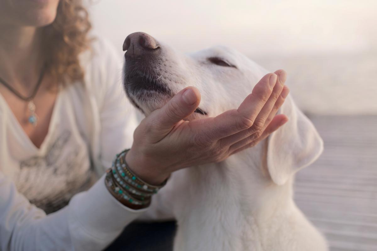 Cane, perché si strofina il muso: che cosa significa