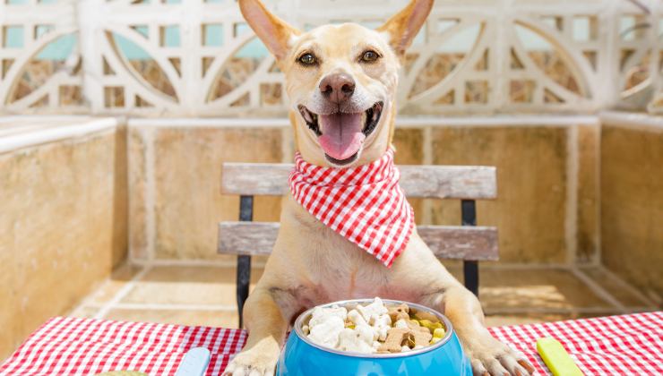 Cani, in che modo alimentare cuccioli e adulti