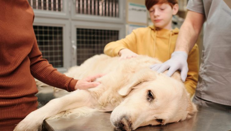 Cane, i segnali che indicano che sta soffrendo 