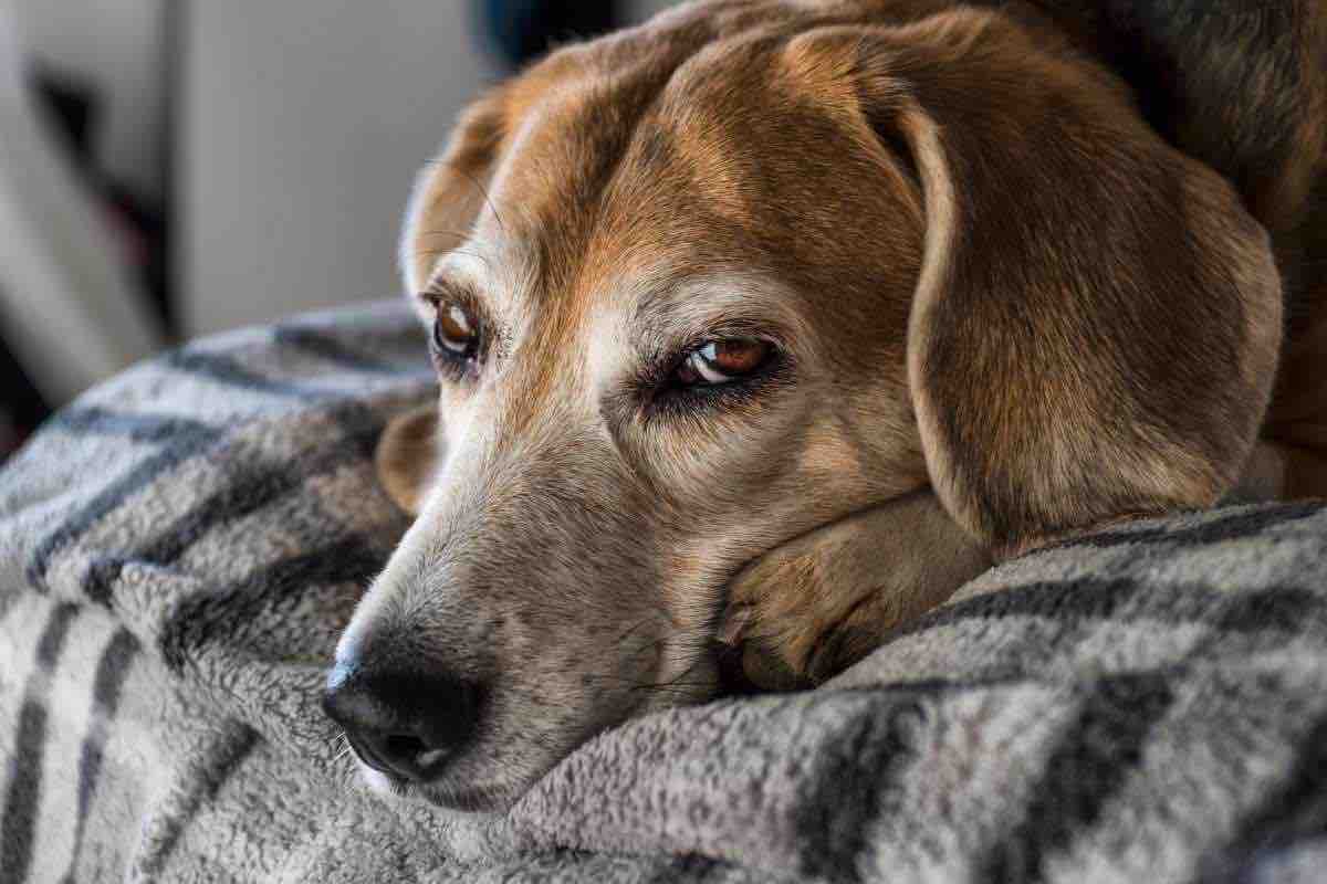 Cane più anziano del mondo