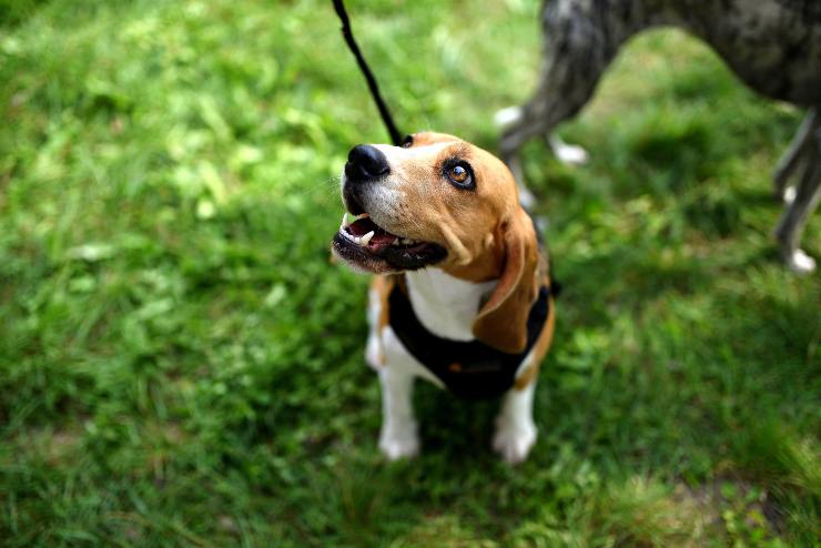 Cane al guinzaglio 