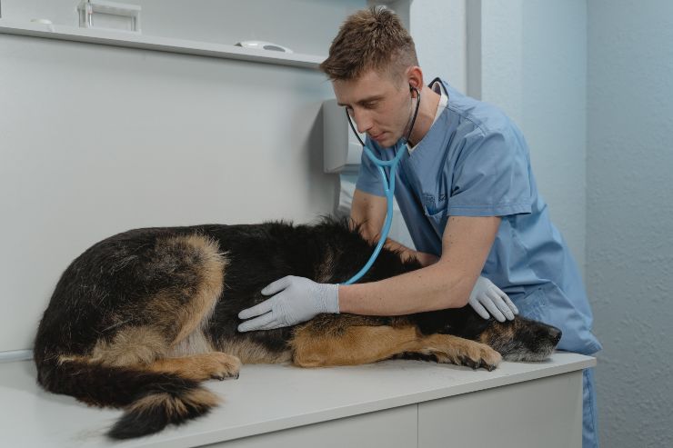 Cane dal veterinario