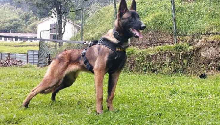 Cane eroe nella foresta Amazzonica, proseguono le ricerche