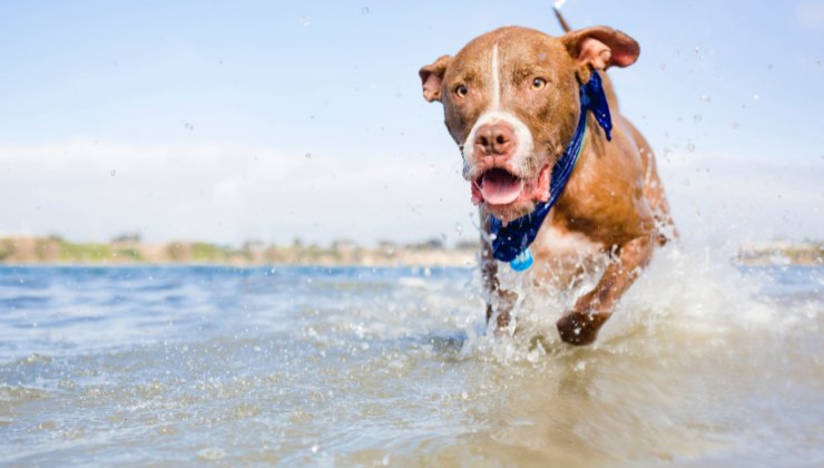 Cane, cosa può succedere se inghiotte acqua di mare: i rischi 