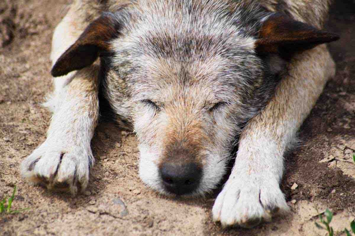 Il cane più anziano del mondo