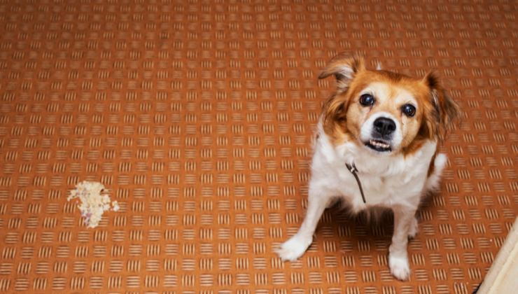 Cane che vomita acqua: ecco che cosa vuol dire