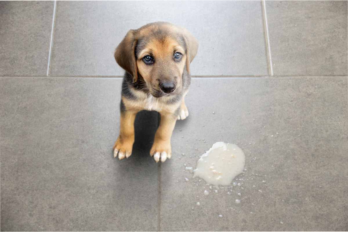 Cane che vomita: ecco cosa può significare