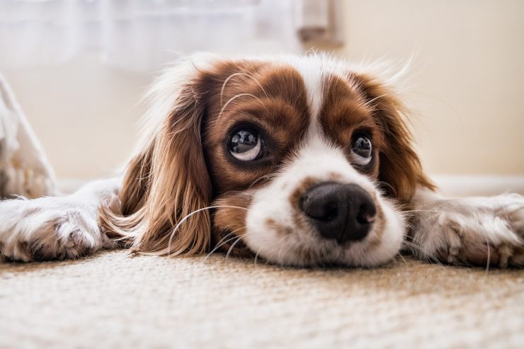 Gli esperti indicano cinque segnali di allarme riguardo alla salute del nostro cane.