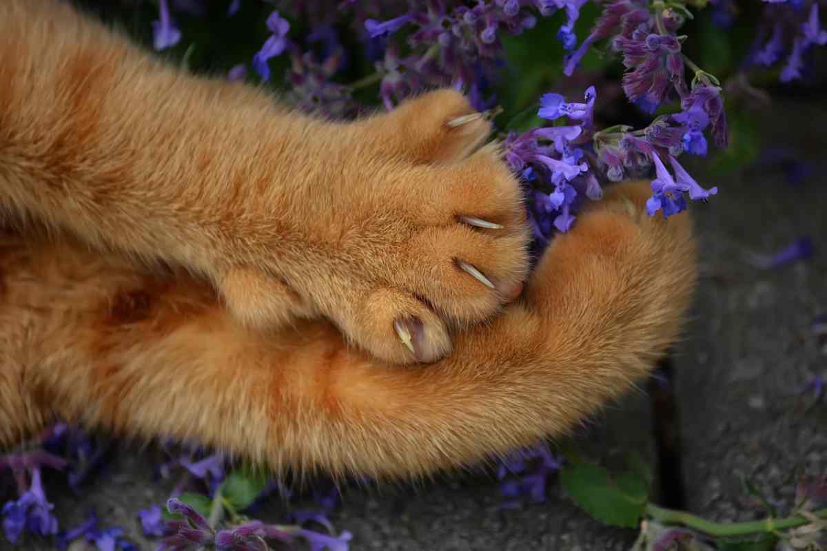 Polidattilia: cos'è e come riconoscerla nel nostro gatto