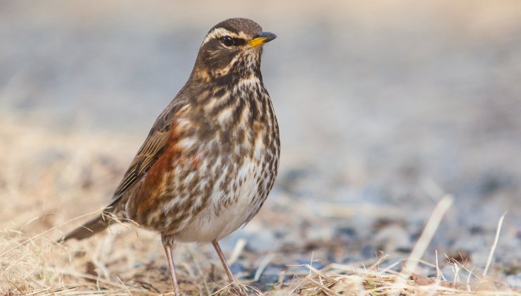 L'animale che striscia: ecco qual è e cosa fa 