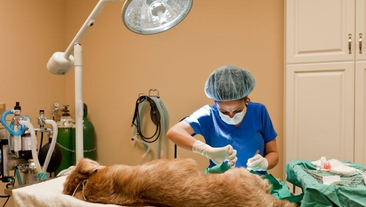 Osserva queste cose per capire se il tuo cane ha una malattia mortale