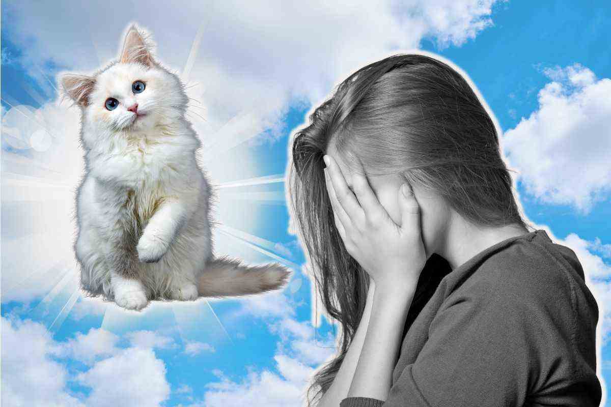 La storia di un gatto fa commuovere tutto il mondo