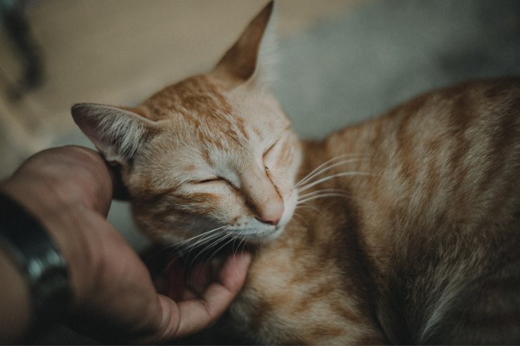 perché il gatto dorme col padrone