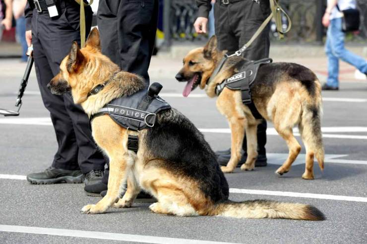 Adottare un cane poliziotto