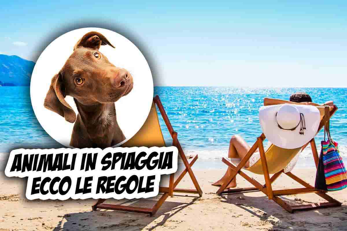 animali quali spiagge sono pet friendly in italia