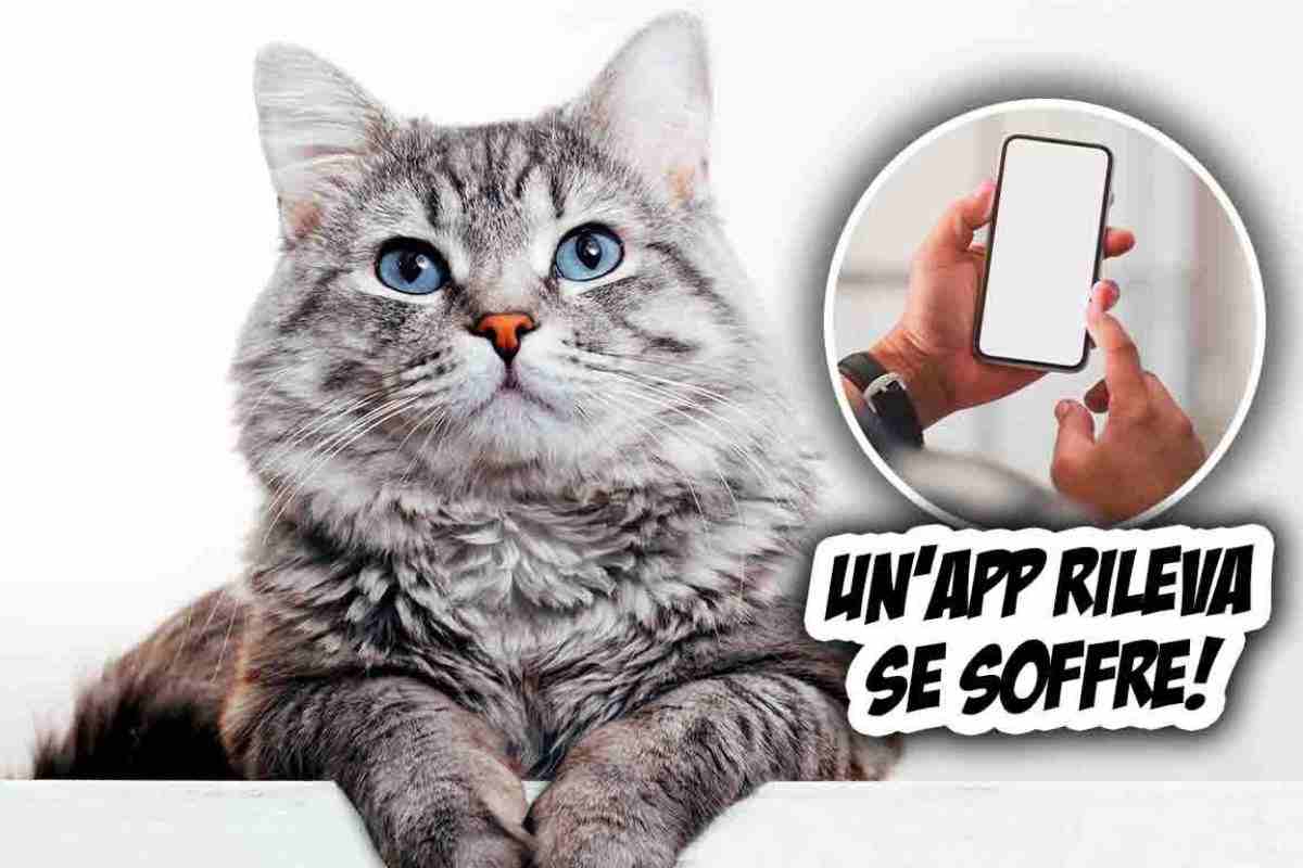 app gatto soffre