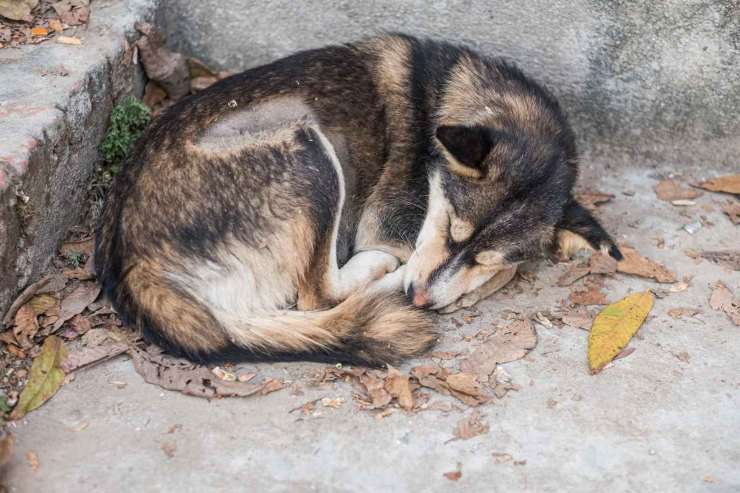 Cagnolina investita