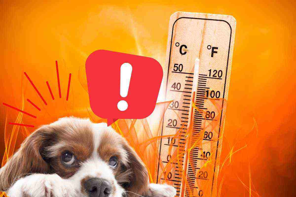 colpi di calore: segnali se il cane è in pericolo