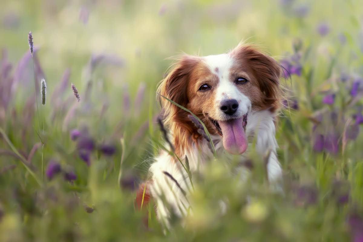 proteggere il cane dal caldo