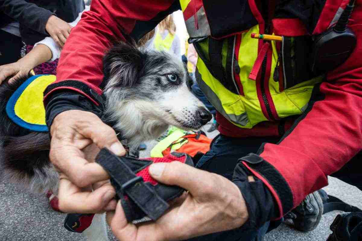 Campionato del mondo cani