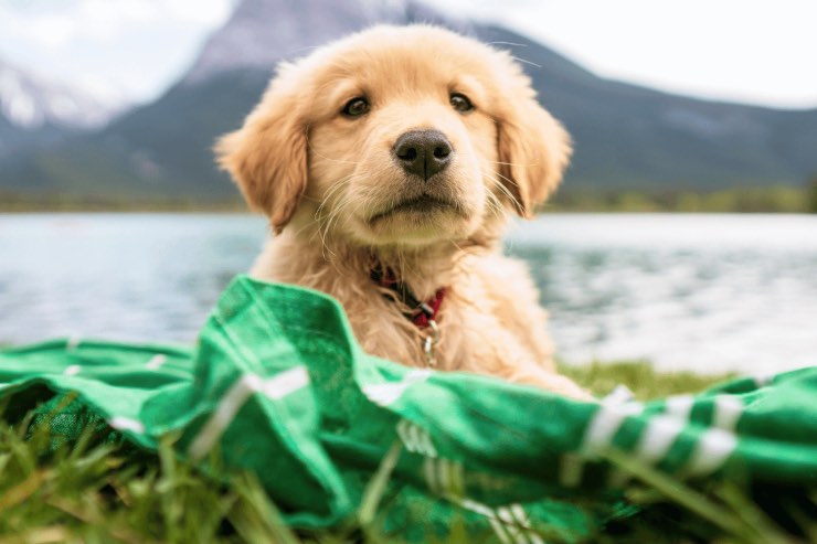 Cani, come proteggerli dal caldo