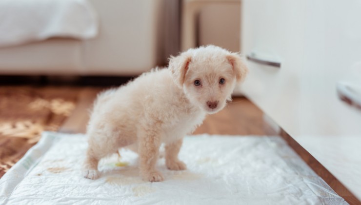 Cane fa pipì in casa: ecco il motivo 