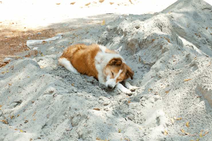 Cane smarrito o abbandonato? Ecco cosa fare per aiutarlo