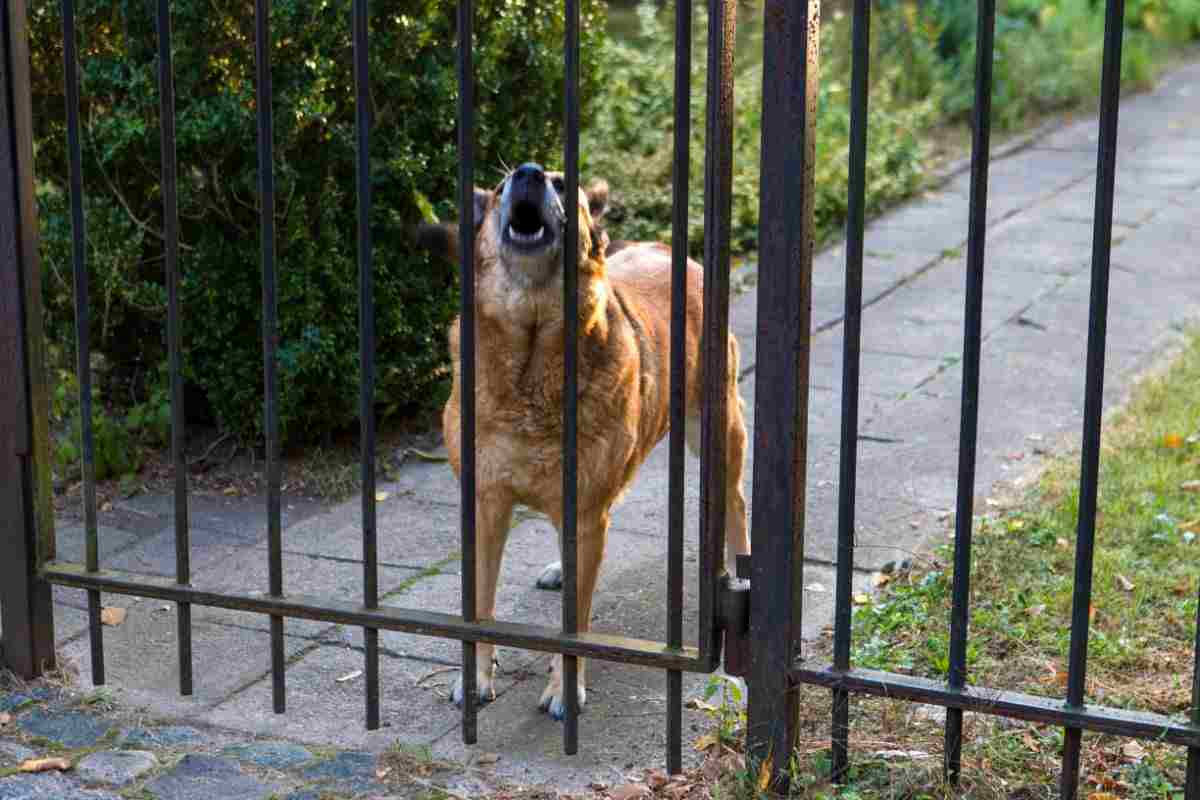 cane che abbaia troppo, le conseguenze