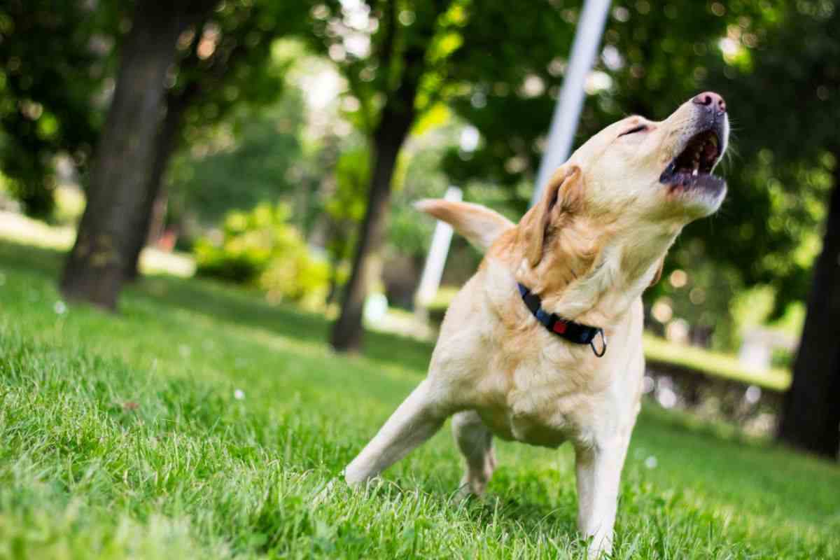 cane abbaia troppo responsabilità