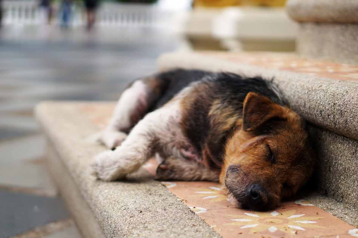 la storia di un cane che ha commosso il web