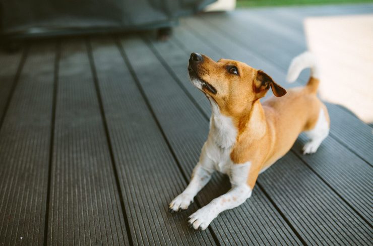 cane chiuso nel balcone salvato