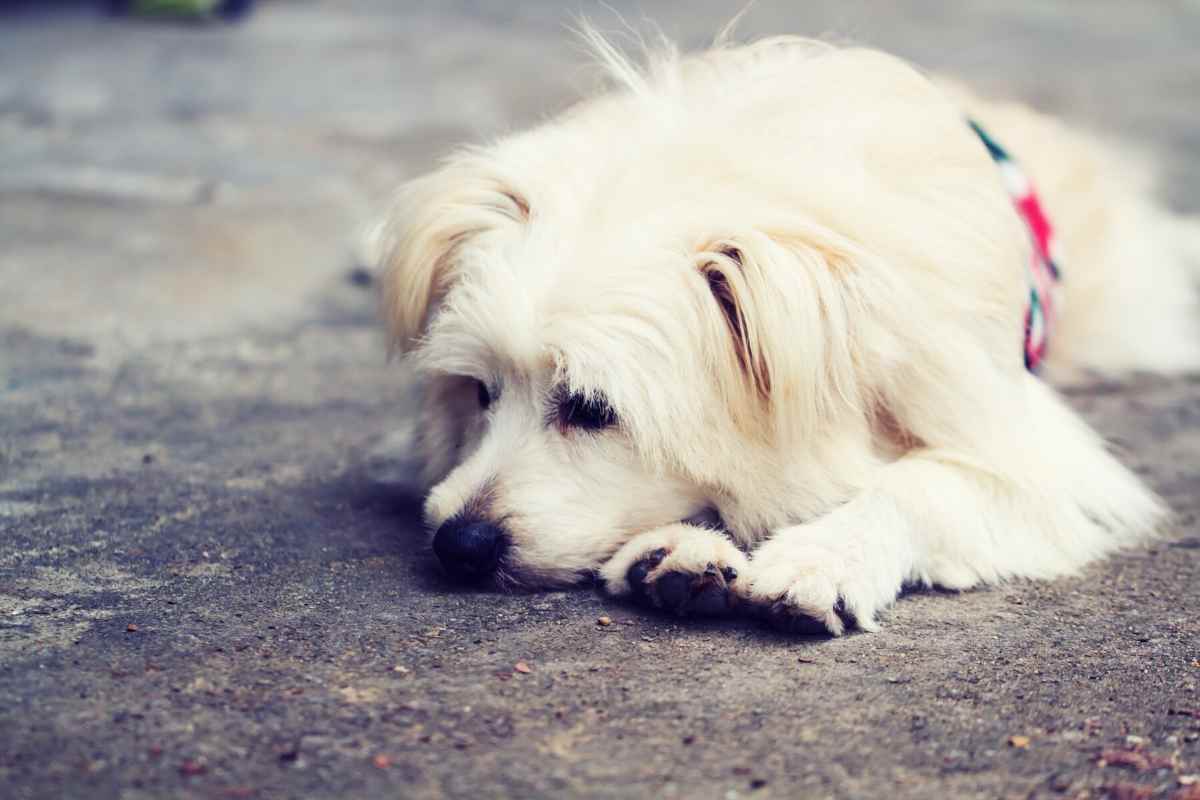 cane in strada abbandonato 