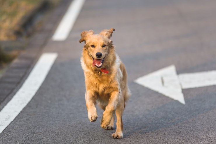 cani abbandonati, i numeri da allarme