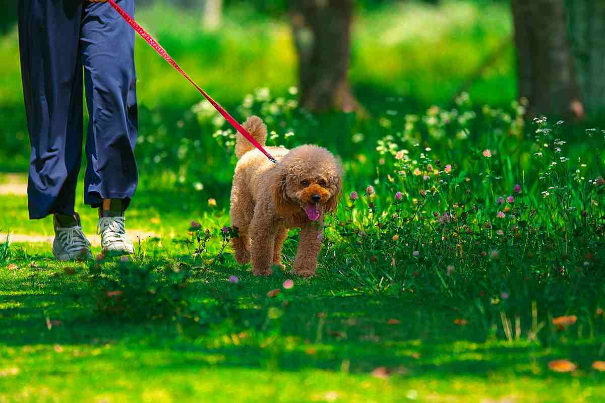 passeggiata col cane rischiosa