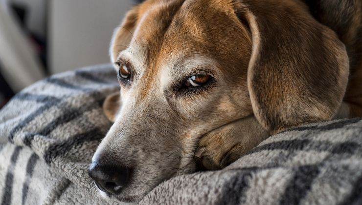 come capire se il cane è alla fine della sua vita