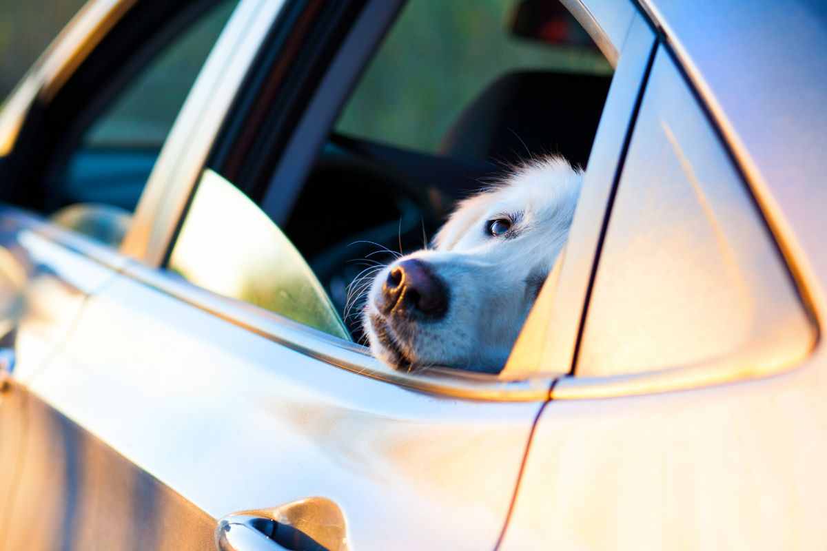 cane trasporto auto