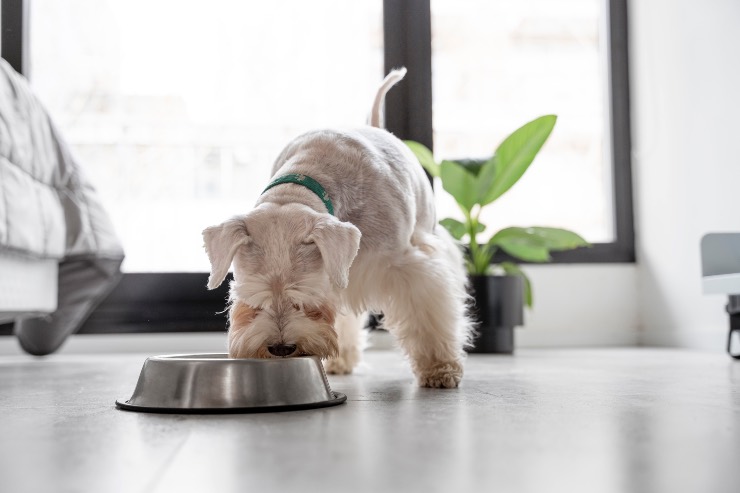 proteggere il cane dal caldo