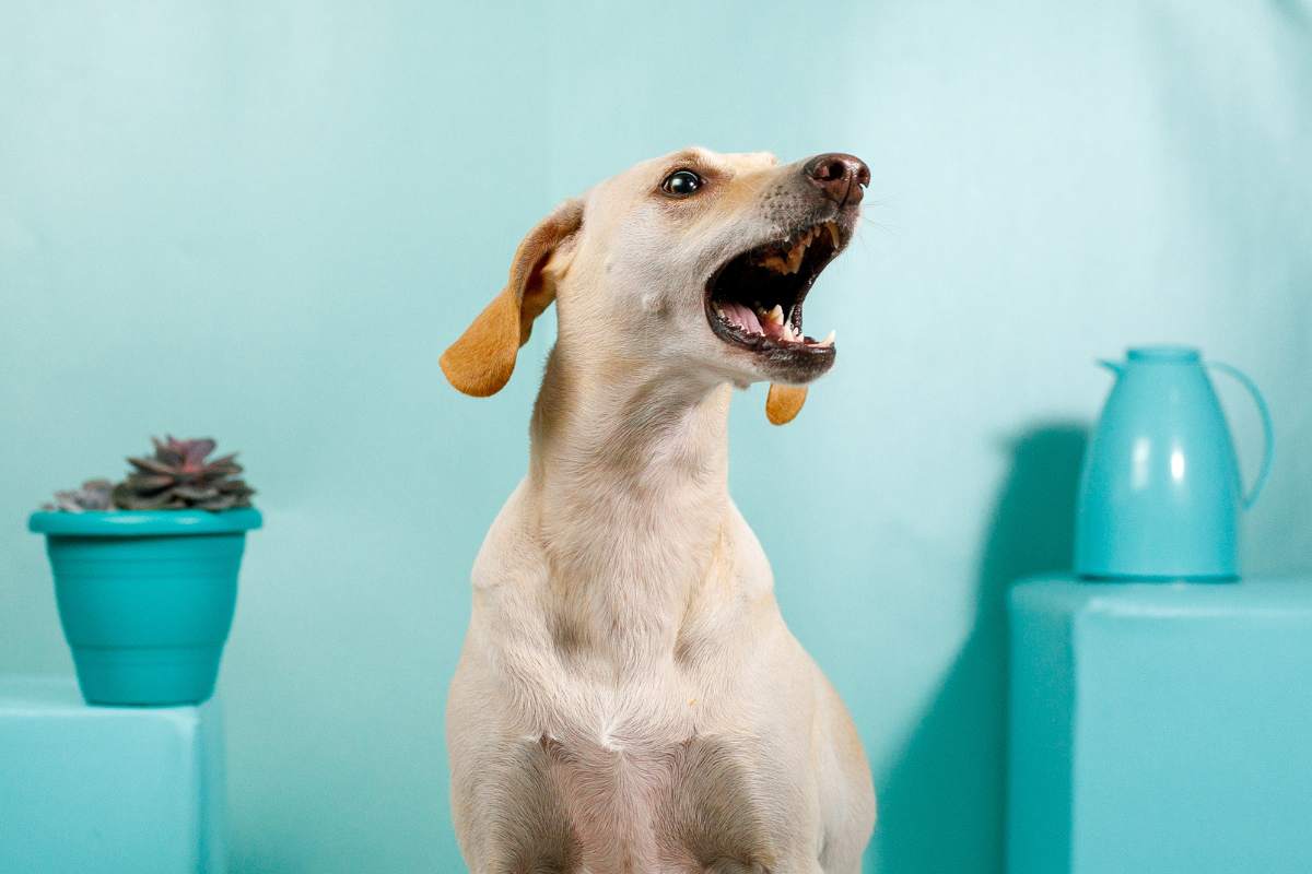 cane abbaia senza mai fermarsi