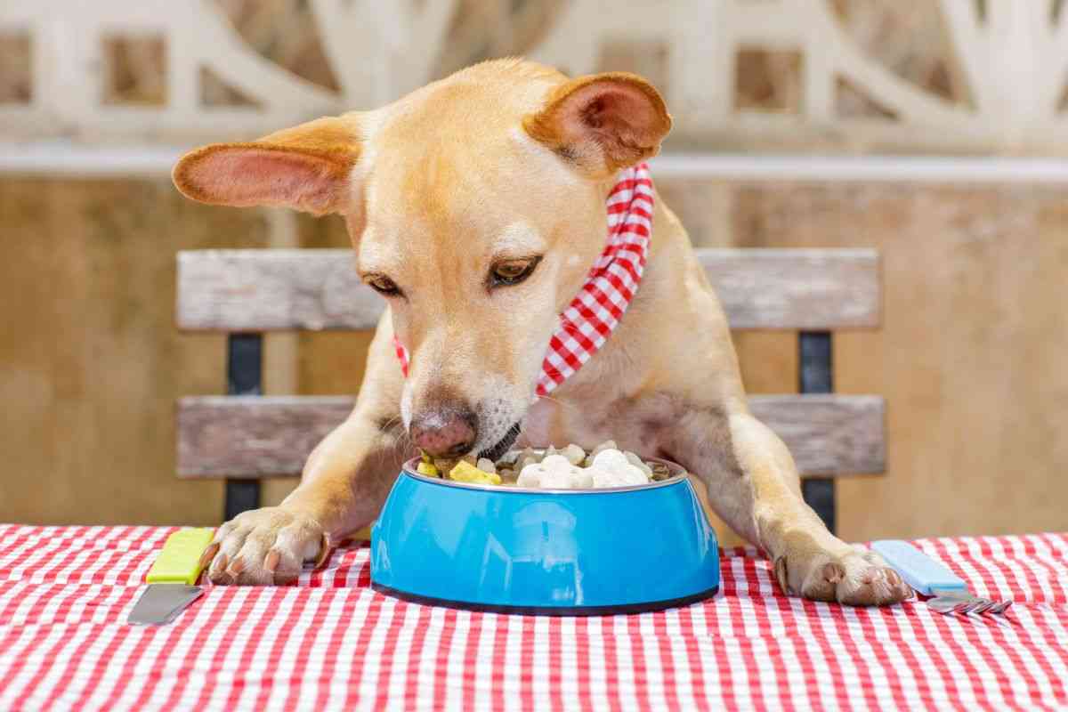 cosa dovrebbe mangiare il cane