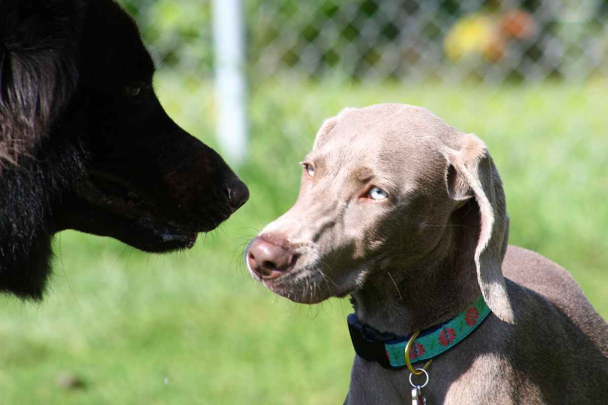 Cane che non si conosce