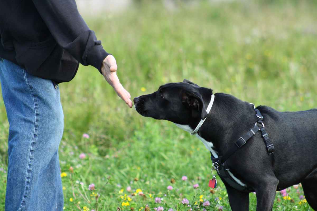 Cane che non si conosce