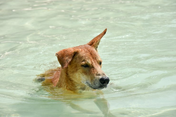 bagno al mare cane pericoli