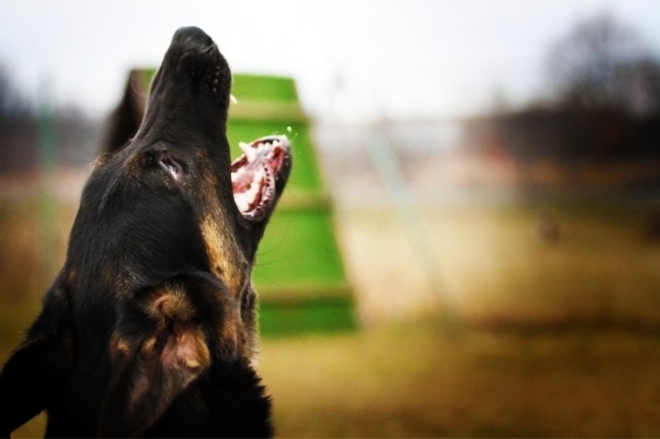 cane che abbaia senza fermarsi