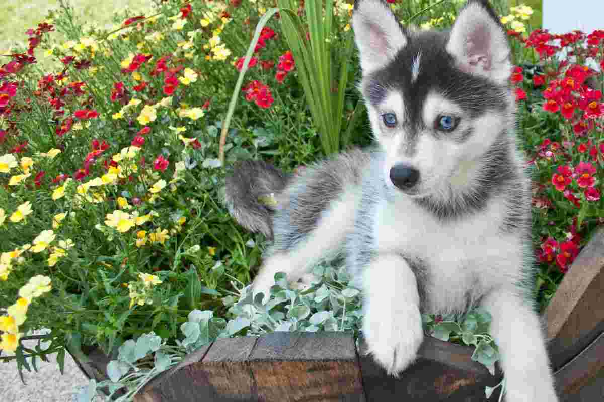 cane cucciolo affetto