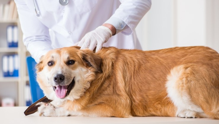 cane spesa dal veterinario, perché fa causa al Comune