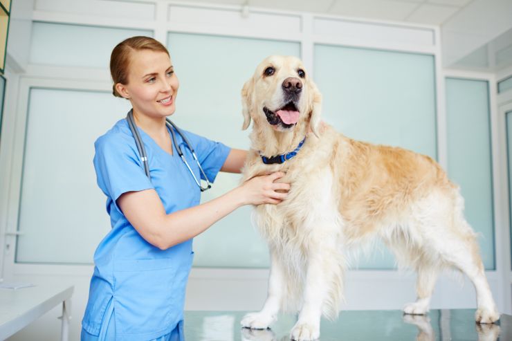 come allungare vita del cane