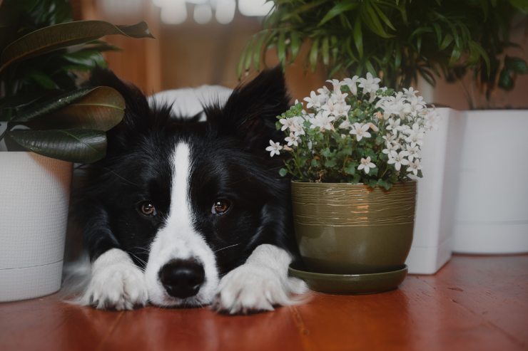 tenere alla larga animali domestici da piante