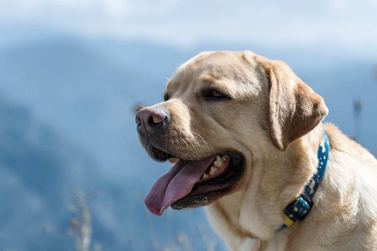 cani colpo di calore rimedi